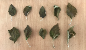 Dry (D) leaves - reference