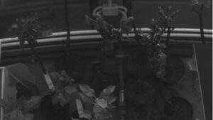 Dry (D) trees - reference. Spectral range 550