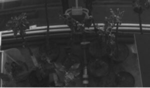 Dry (D) trees - reference. Spectral range 660