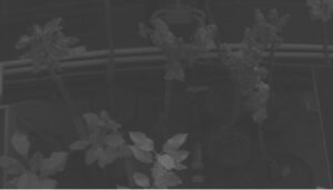 Dry (D) trees - reference. Spectral range 735