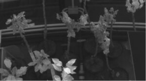 Dry (D) trees - reference. Spectral range 790
