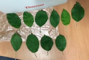 Healthy (H) leaves - reference
