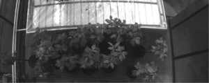 Healthy (H) trees - reference. Spectral range 660