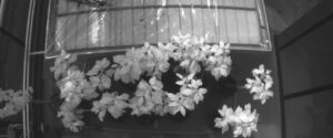 Healthy (H) trees - reference. Spectral range 790
