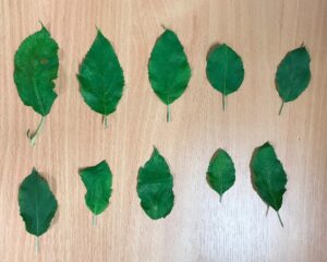 Infected (I) leaves - 2nd August