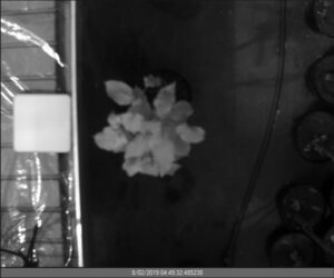 Infected (I) tree No 1 - 2nd Day of Contagion Spectral range - 1600nm
