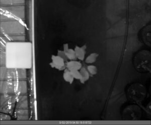 Infected (I) tree No 2 - 2nd Day of Contagion Spectral range - 1600nm