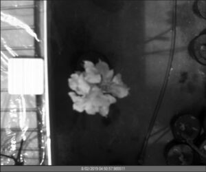 Infected (I) tree No 3 - 2nd Day of Contagion Spectral range - 1600nm