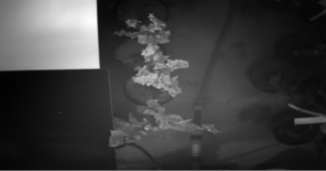 Set of Dry (D) trees - reference. Spectral range - 1400nm