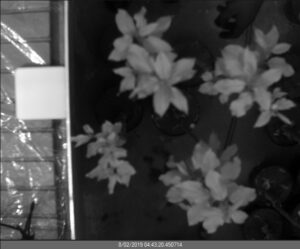 Set of Healthy (H) trees - reference. Spectral range - 1600nm