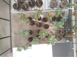 Healthy (H) and Infected (I) trees (lower group), 13th Day of Contagion. Spectral range 460-760nm