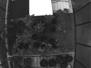 Healthy (H) and Infected (I) trees (lower group), 13th Day of Contagion. Spectral range 550nm