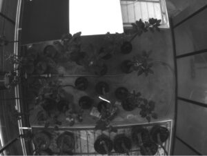 Healthy (H) and Infected (I) trees (lower group), 13th Day of Contagion. Spectral range 660nm