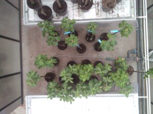 Healthy (H) and Infected (I) trees (lower group), 5th Day of Contagion. Spectral range 460-760nm