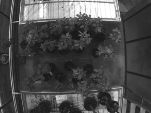 Healthy (H) and Infected (I) trees (lower group), 5th Day of Contagion. Spectral range 550nm