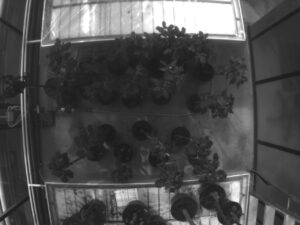 Healthy (H) and Infected (I) trees (lower group), 5th Day of Contagion. Spectral range 660nm