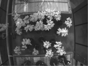 Healthy (H) and Infected (I) trees (lower group), 5th Day of Contagion. Spectral range 790nm