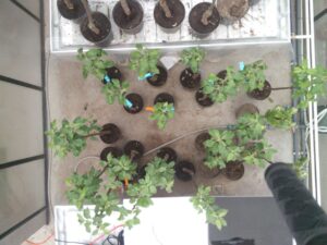 Healthy (H) and Infected (I) trees (lower group), 7th Day of Contagion. Spectral range 460-760nm