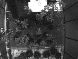 Healthy (H) and Infected (I) trees (lower group), 7th Day of Contagion. Spectral range 550nm