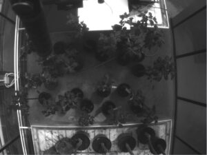 Healthy (H) and Infected (I) trees (lower group), 7th Day of Contagion. Spectral range 660nm