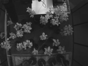 Healthy (H) and Infected (I) trees (lower group), 7th Day of Contagion. Spectral range 735nm
