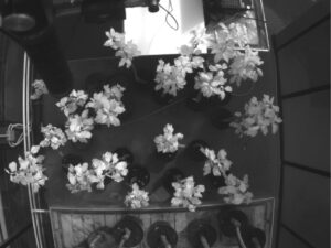 Healthy (H) and Infected (I) trees (lower group), 7th Day of Contagion. Spectral range 790nm