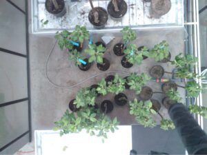 Healthy (H) and Infected (I) trees (lower group), 9th Day of Contagion. Spectral range 460-760nm