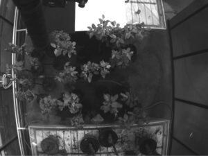 Healthy (H) and Infected (I) trees (lower group), 9th Day of Contagion. Spectral range 550nm