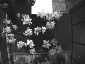 Healthy (H) and Infected (I) trees (lower group), 9th Day of Contagion. Spectral range 790nm