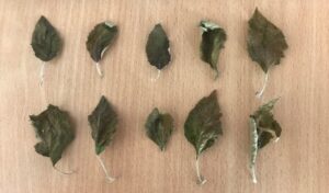 Infected (I) leaves - 13th August