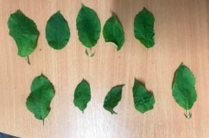 Infected (I) leaves - 5th August