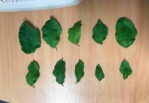 Infected (I) leaves - 7th August