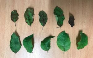 Infected (I) leaves - 9th August