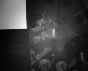 Infected (I) tree No. 1 - 13 th Day of Contagion Spectral range - 1400nm