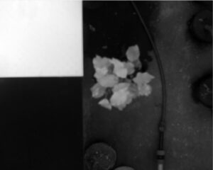 Infected (I) tree No. 1 - 7th Day of Contagion Spectral range - 1600nm