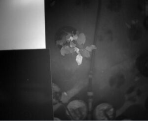 Infected (I) tree No. 2 - 13 th Day of Contagion Spectral range - 1400nm