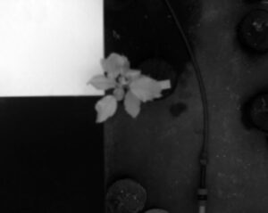 Infected (I) tree No. 2 - 7th Day of Contagion Spectral range - 1600nm