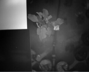 Infected (I) tree No. 3 - 13 th Day of Contagion Spectral range - 1400nm