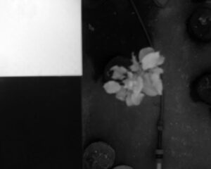 Infected (I) tree No. 3 - 7th Day of Contagion Spectral range - 1600nm
